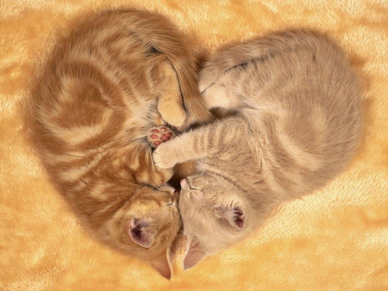 Котята лежат в форме сердечка
