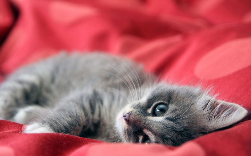 Серый котёнок лежит на красной ткани