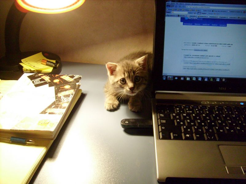 испуганный котенок сидит около компьютера