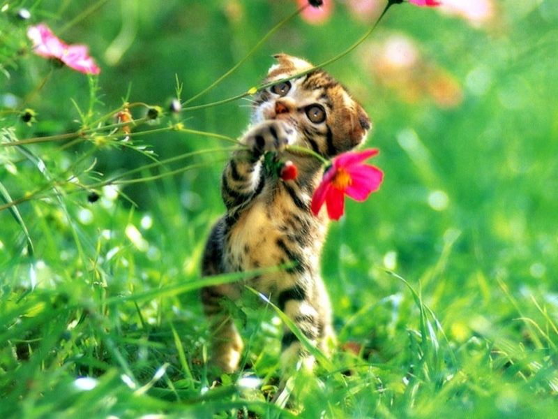 вислоухий полосатый котик нагибает цветок в траве