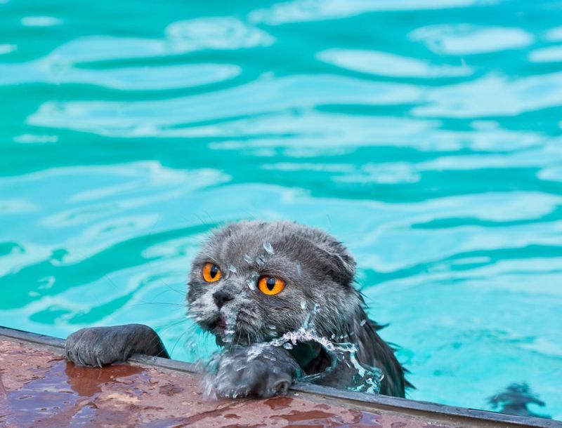 Мокрый кот вылазит из бассейна