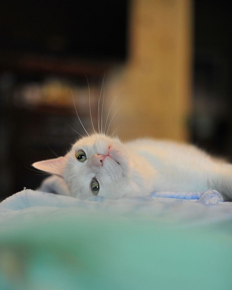Белая кошечка лежит на голубом одеяле