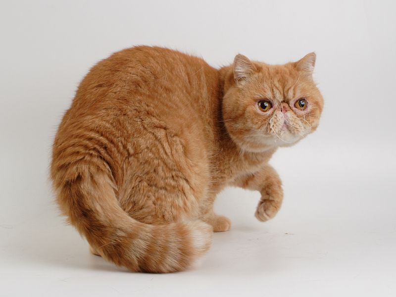 Картинки - рыжий полосатый кот с плоской мордой оглядывается и поднимает  лапу