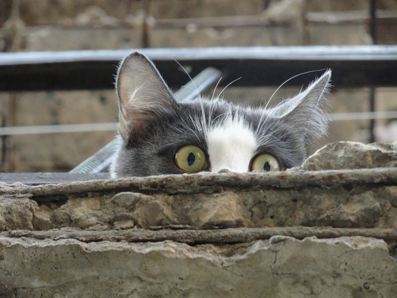 серый кот с большими глазами испуганно выглядывает из-за стены