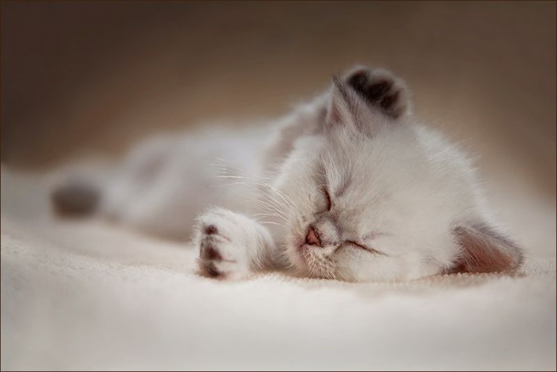 Котено спит положив лапку за ухо
