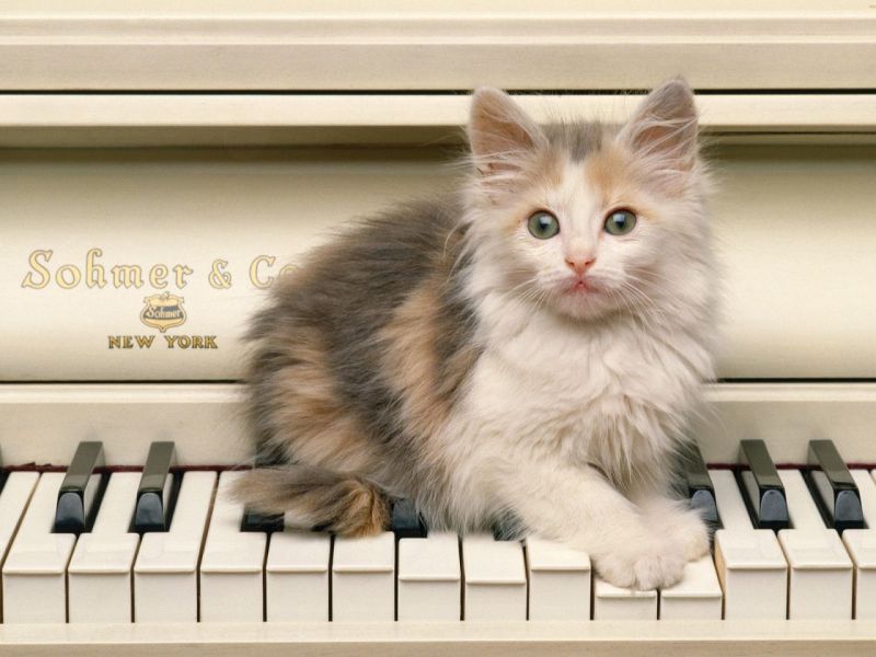 Трёхцветный котёнок на пианино
