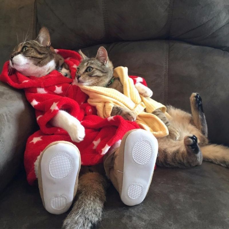 Коты лежат на диване в халатиках