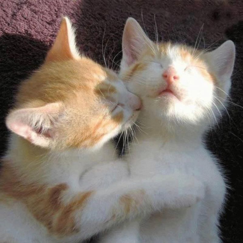 Два рыжих котенка мило спят на ковре