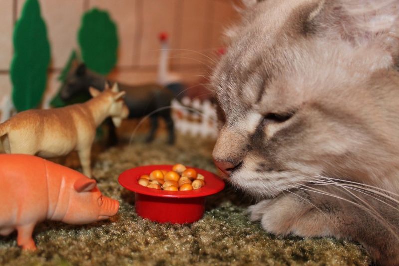 Кот нюхает еду игрушечной свиньи