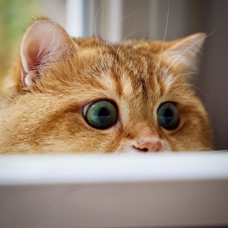 Мохнатый рыжий кот испуганно глядит большими зелеными глазами