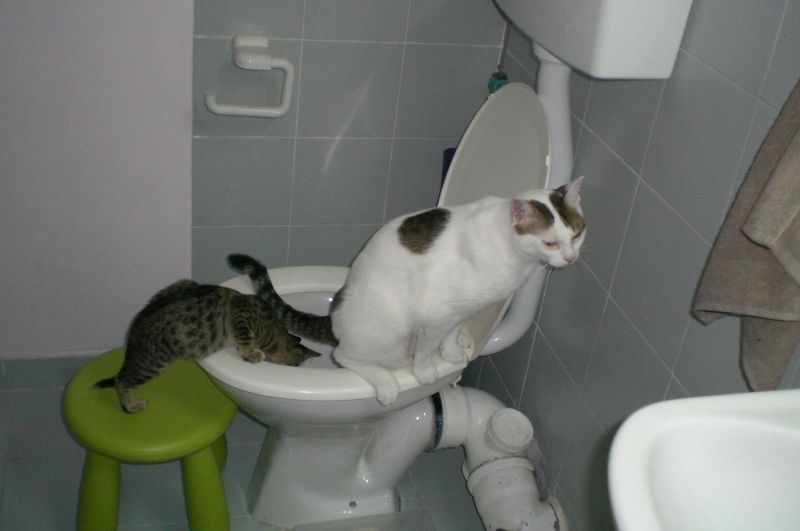 котенок пьет из туалета, когда на нем сидит другой кот