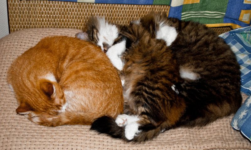 три кота мило спят прижавшись друг к другу